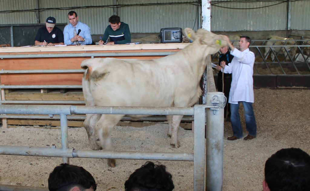 Lot 66: Skidoo96 Maryanne - scanned in-calf to Clenagh Jasper 2 - sold for €4,000