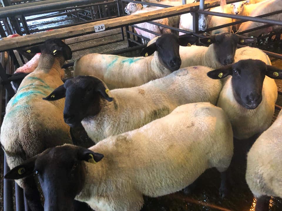 This pen of seven Suffolk ewes sold for €93.50/head