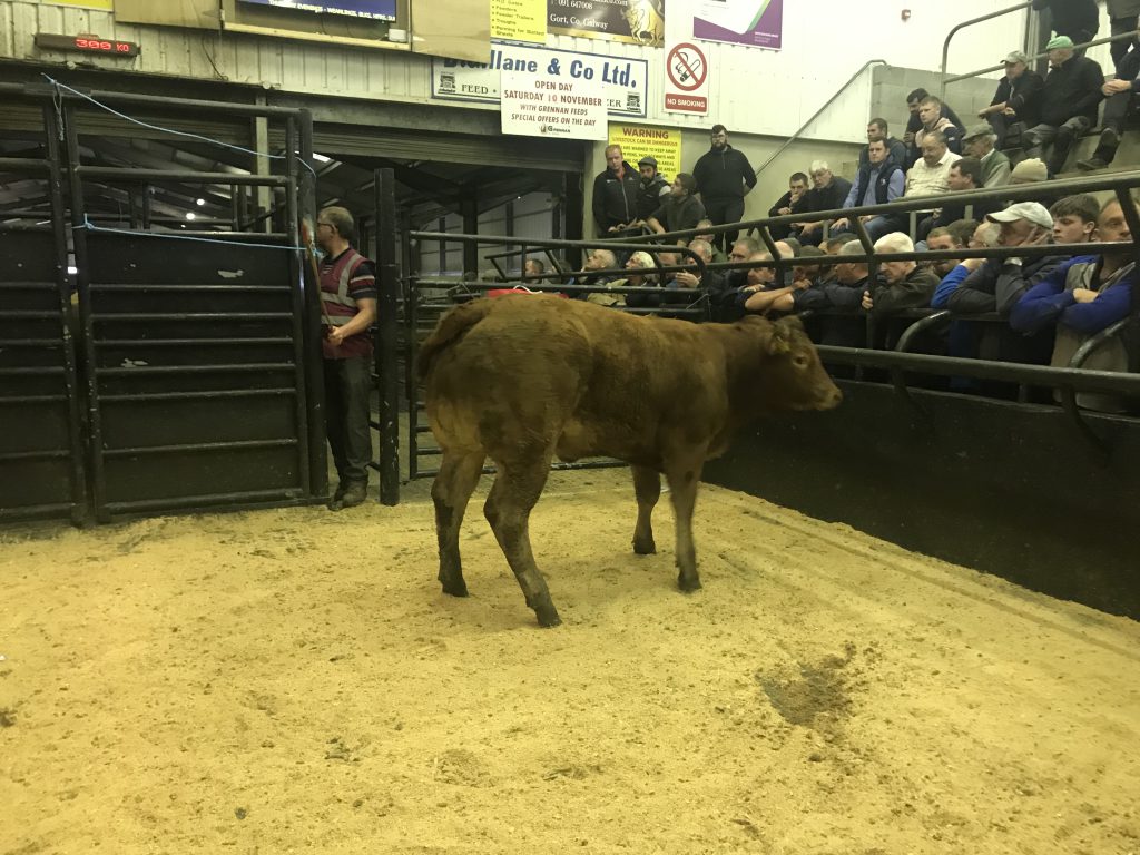 This 415kg, January-2019 born, Limousin heifer made €1,040 or €2.51/kg (1st prize Limousin female)
