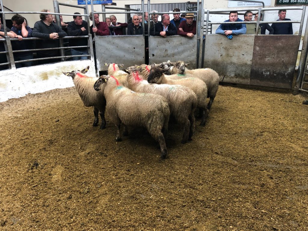 This pen of eight ewe lambs sold for €92/head