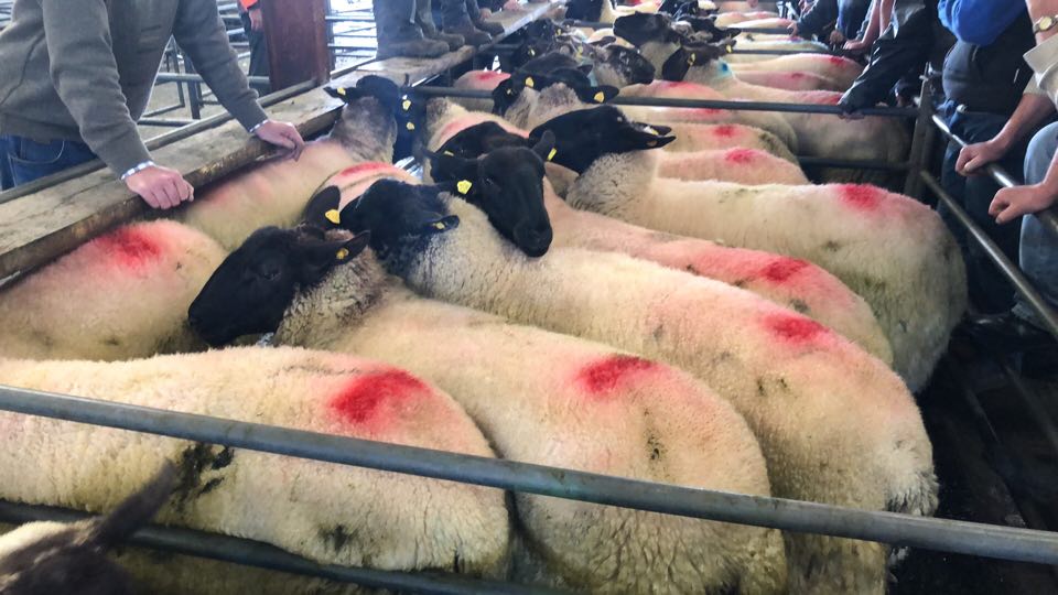 This pen of 12 hoggets sold for €193/head