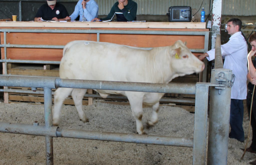 Lot 98: Skidoo96 O 2269 - sired by First - sold for €2,600