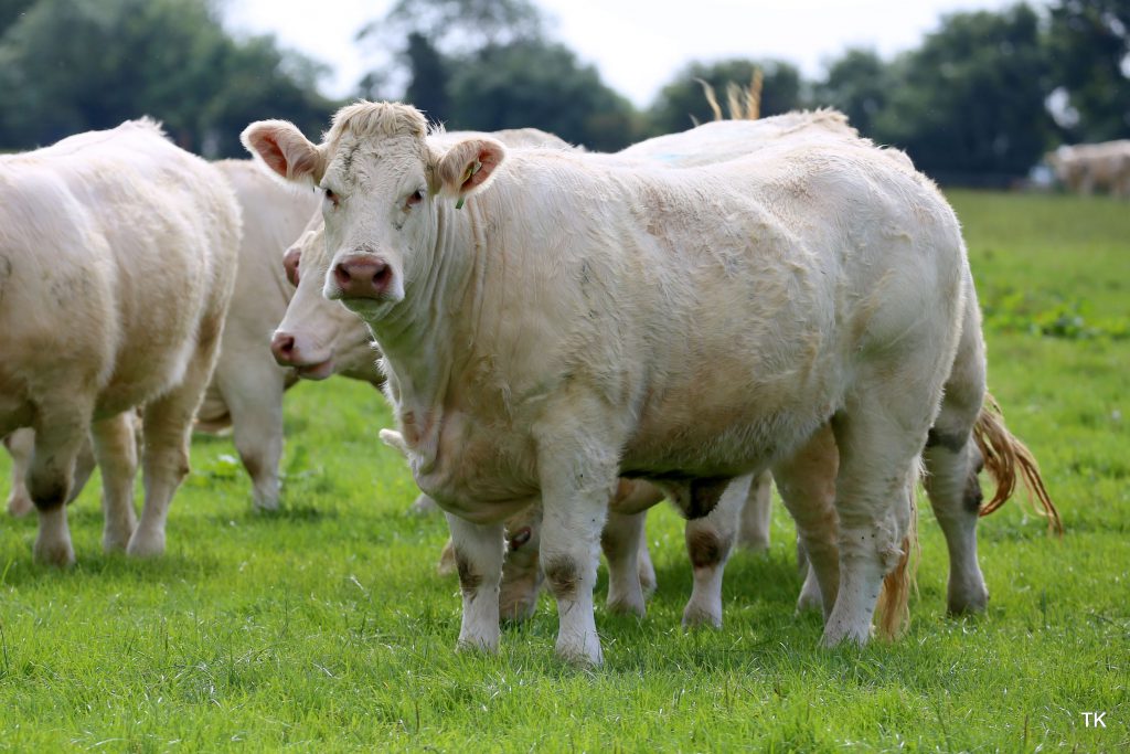 Image source: Tricia Kennedy