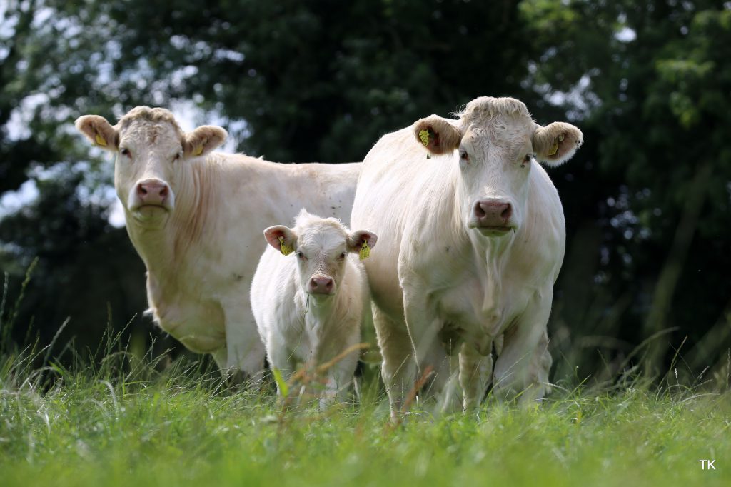 Image source: Tricia Kennedy