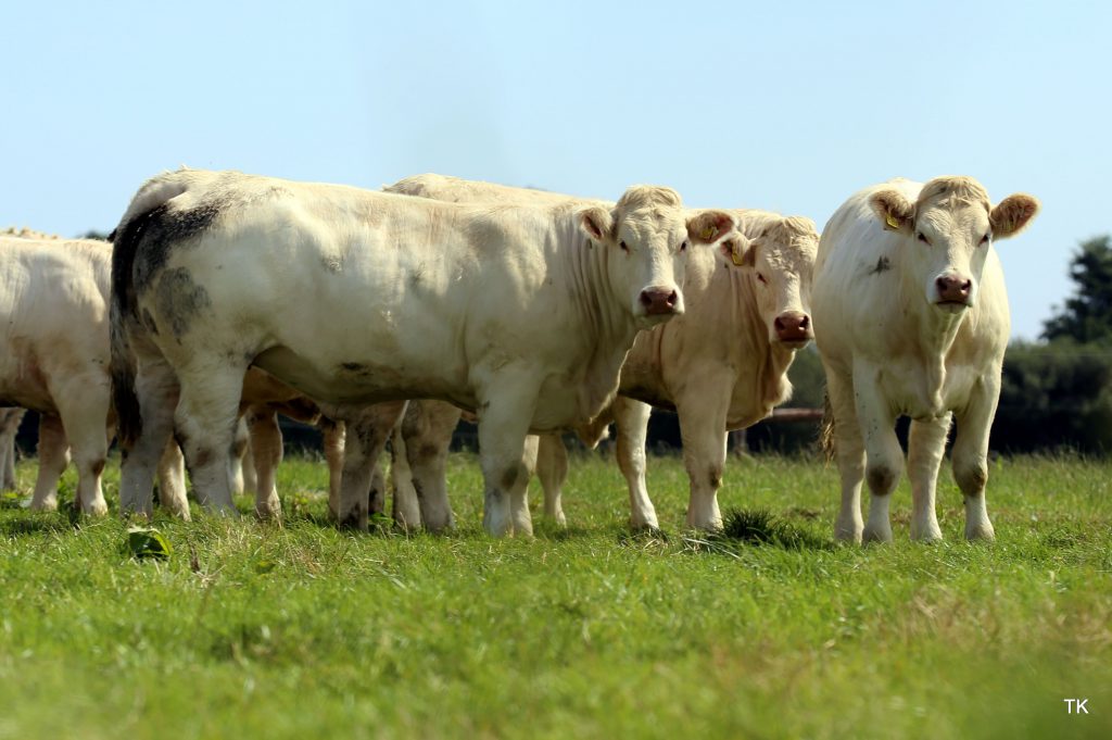 Image source: Tricia Kennedy