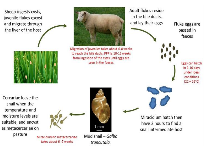 Source: Teagasc – life-cycle of the liver fluke