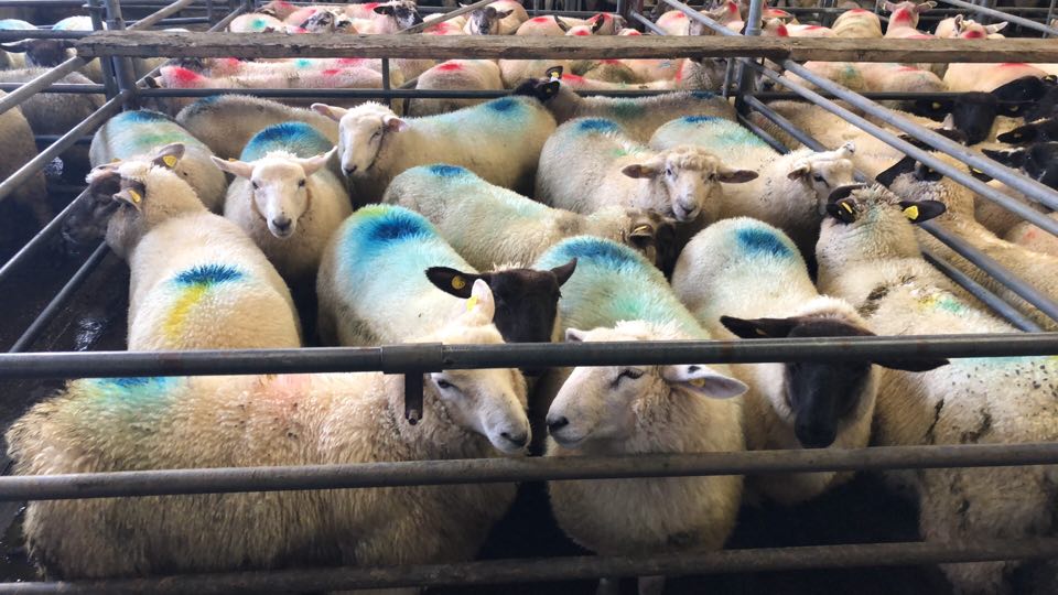 This pen of 14 ram lambs weighing 35kg sold for €70/head