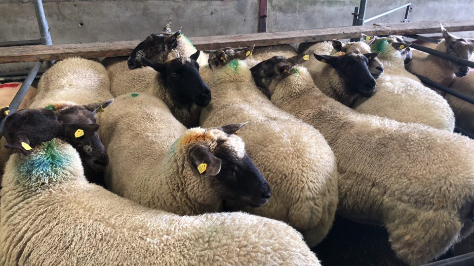 This pen of 1st crop breeding ewes sold for €140/head