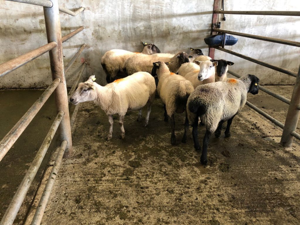 This lot of eight cast ewes sold for €65/head