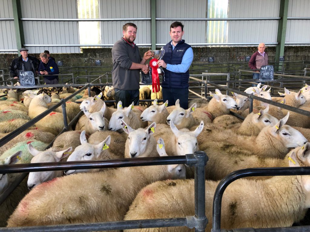 1st prize Cheviot ewe lamb winners