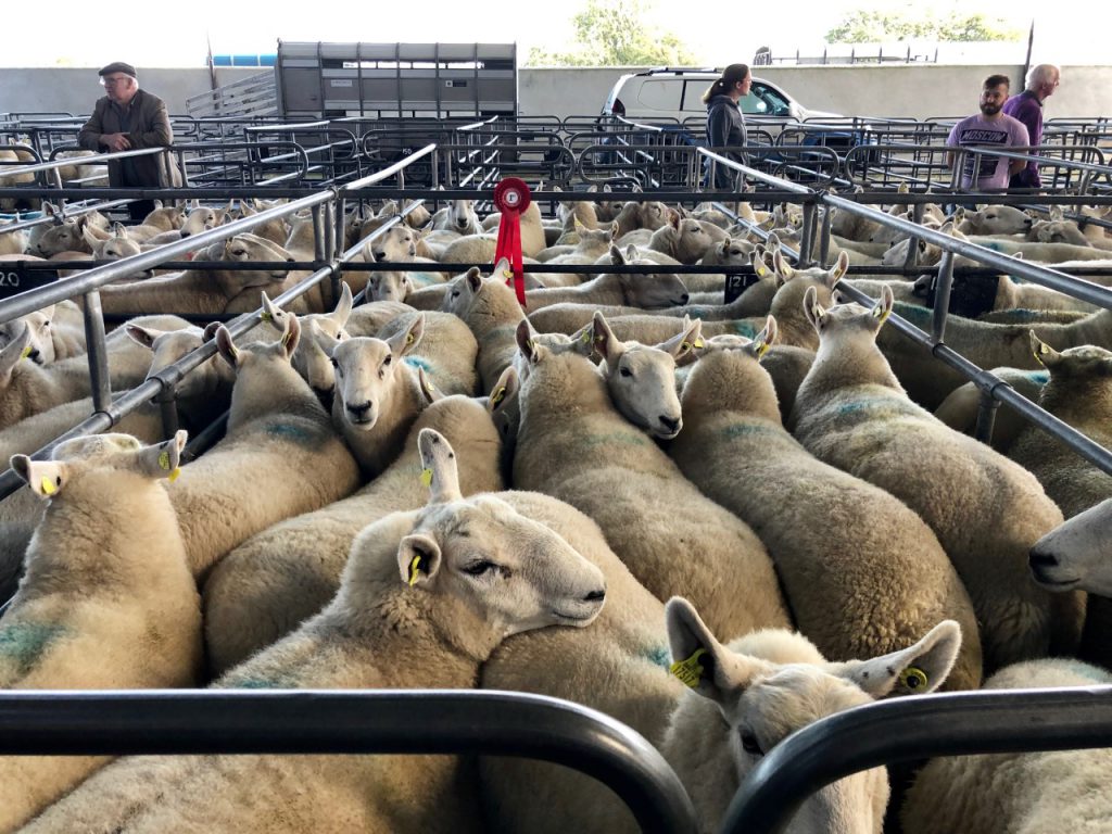 1st prize Cheviot hogget winners