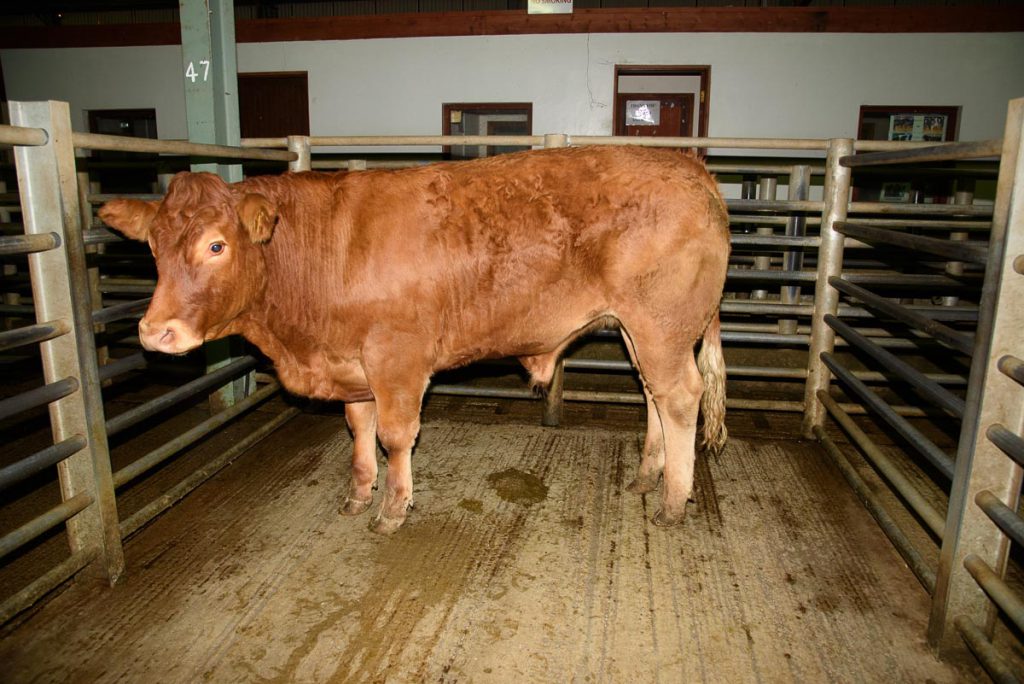 The top-priced Bullock which sold for €5100. Image Source: Clive Wasson
