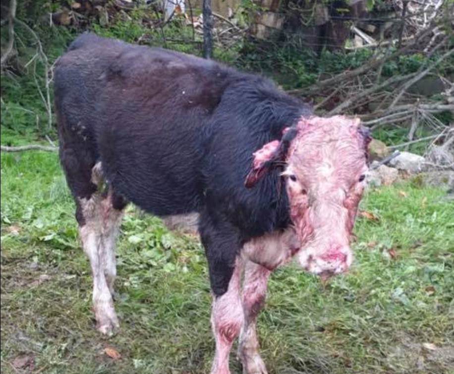 Image source: Longford Dog Control Services