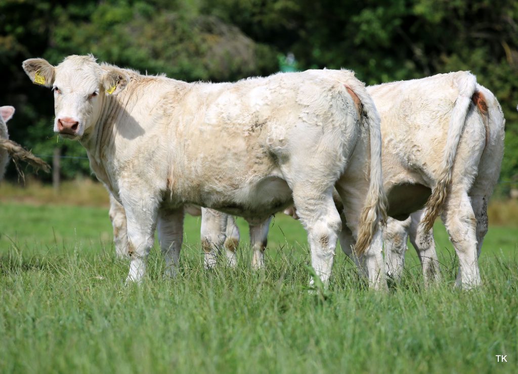 Image source: Tricia Kennedy