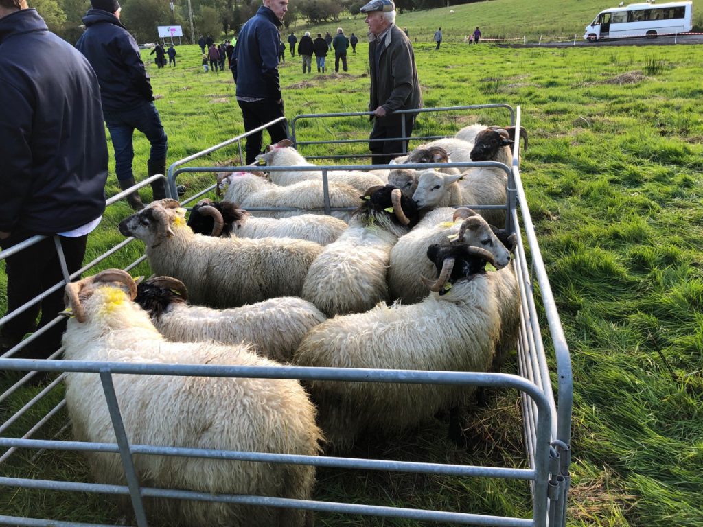 A selection of Francis Gonley’s lambs
