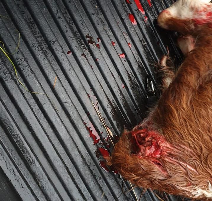 Image source: Longford Dog Control Services