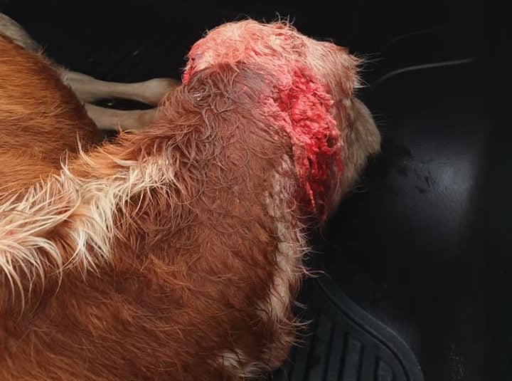 Image source: Longford Dog Control Services