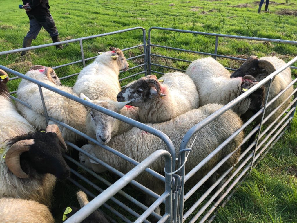 Lambs are more susceptible to picking up liver fluke this time of the year