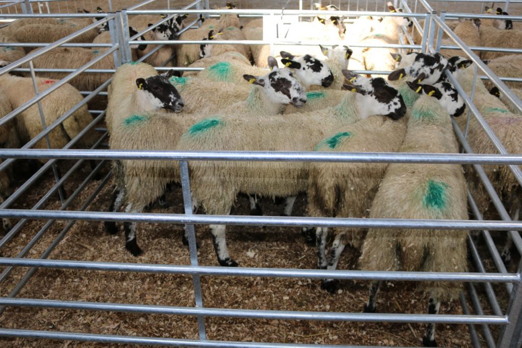 This pen of mule ewe lambs sold for €138/head