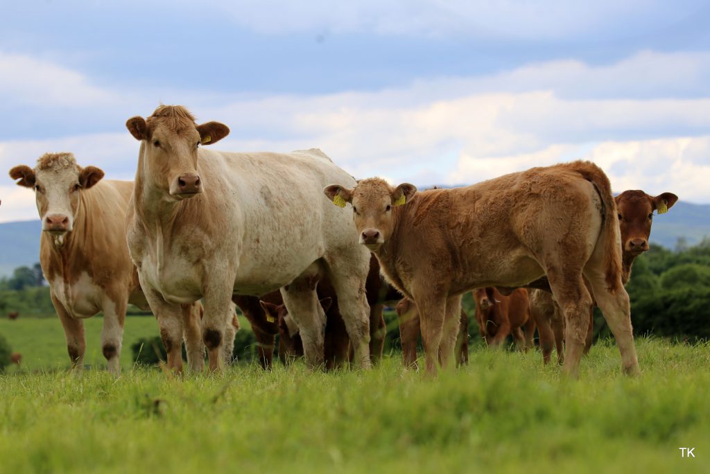 Image source: Tricia Kennedy