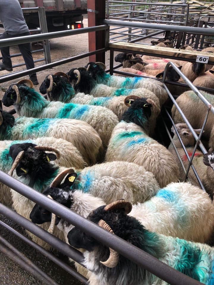 This pen of 10 hogget ewes sold for €100/head