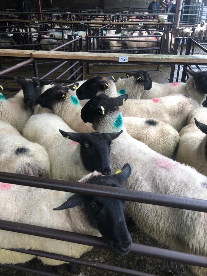 This pen of 11 Suffolk ewes sold for €93.50/head