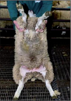 Category A. Image source: Department of Agriculture