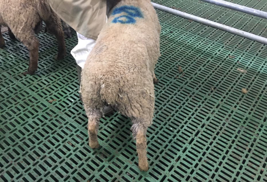 Category A. The lamb’s tail is clean, dry and free from contamination