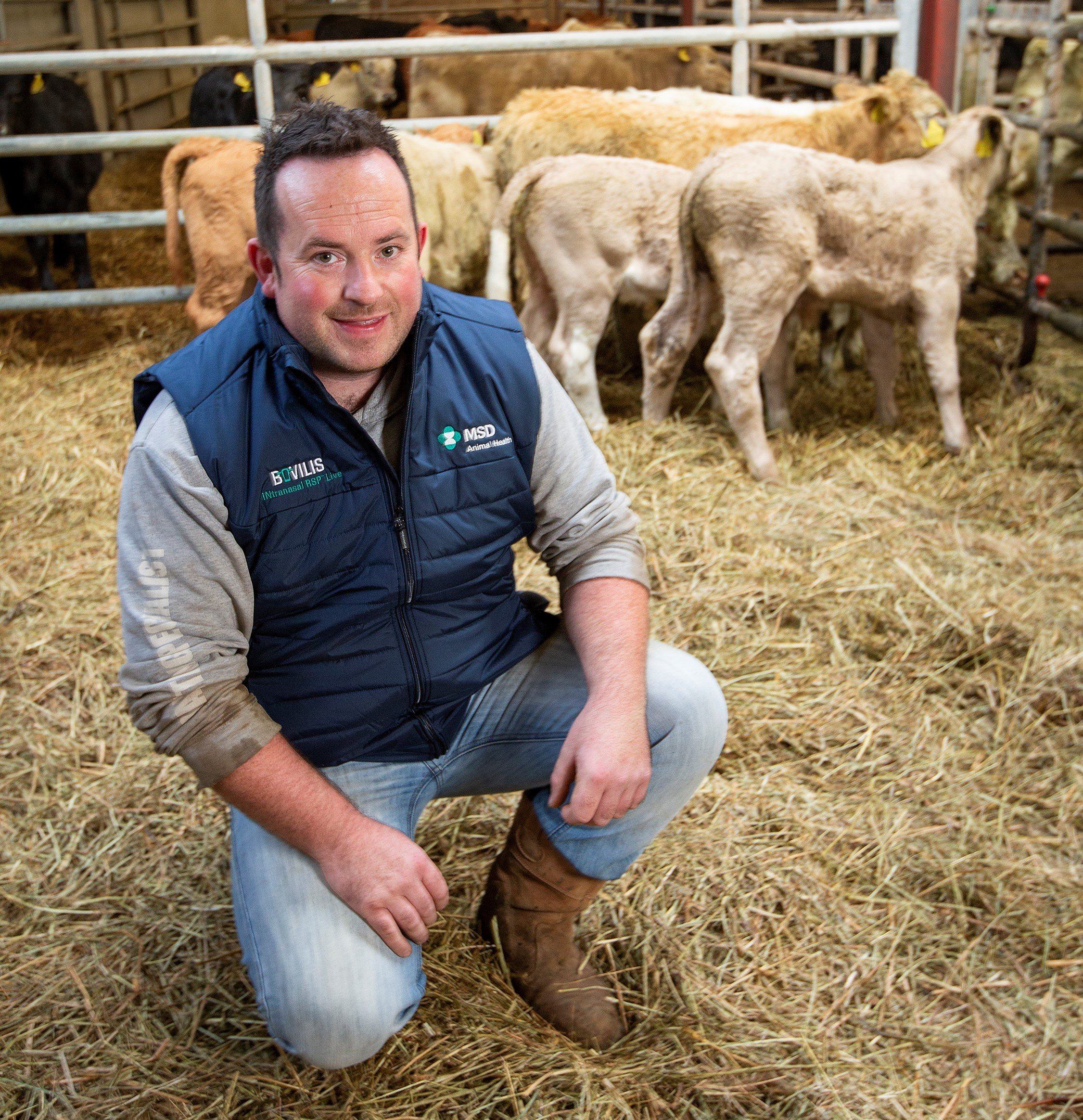 Steven Arrell, who farms a 140-cow suckler herd with his father in Bellaghy, Magherafelt Co. Derry, in a pen with autumn-born calves that he plans to vaccinate with Bovilis INtranasal RSP Live