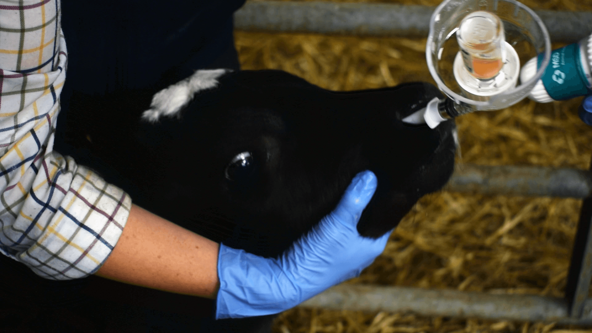 Cara Sheridan, vet advisor with MSD Animal Health, administering Bovilis INtranasal RSP Live to a seven day old dairy calf using the new vaccine gun and applicator nozzle for Bovilis INtranasal RSP Live