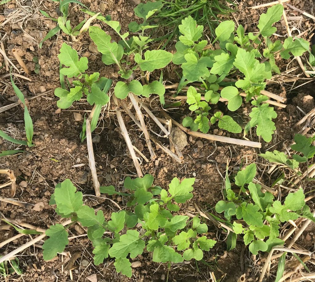 A crop of mustard on John Crowley’s farm