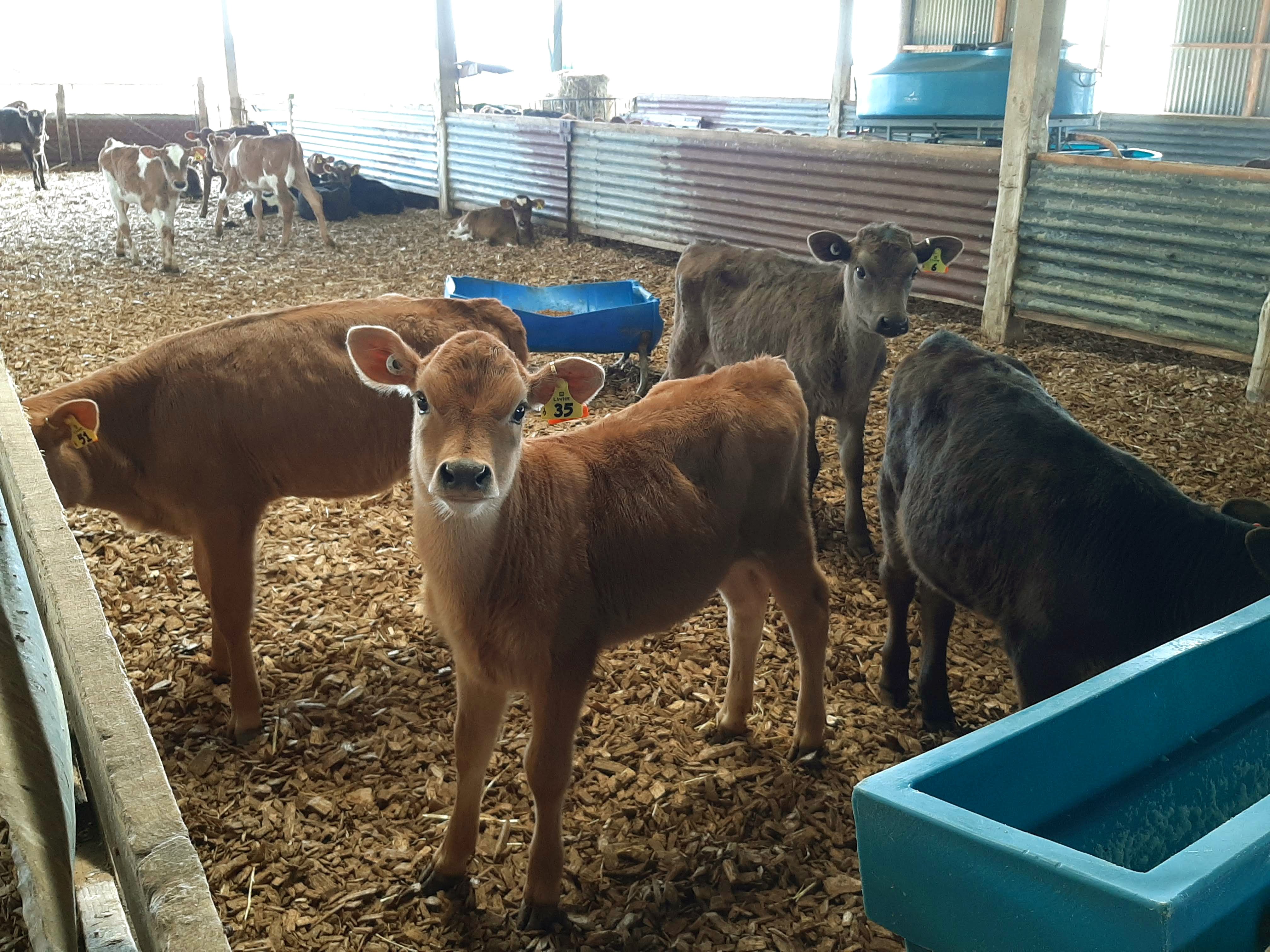 Bristol Grove Dairy calves with plenty of space in long pens