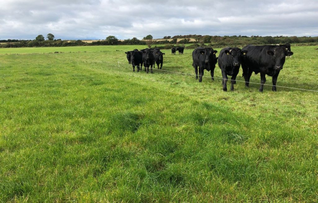 Angus steers ready to be slaughtered in the coming weeks