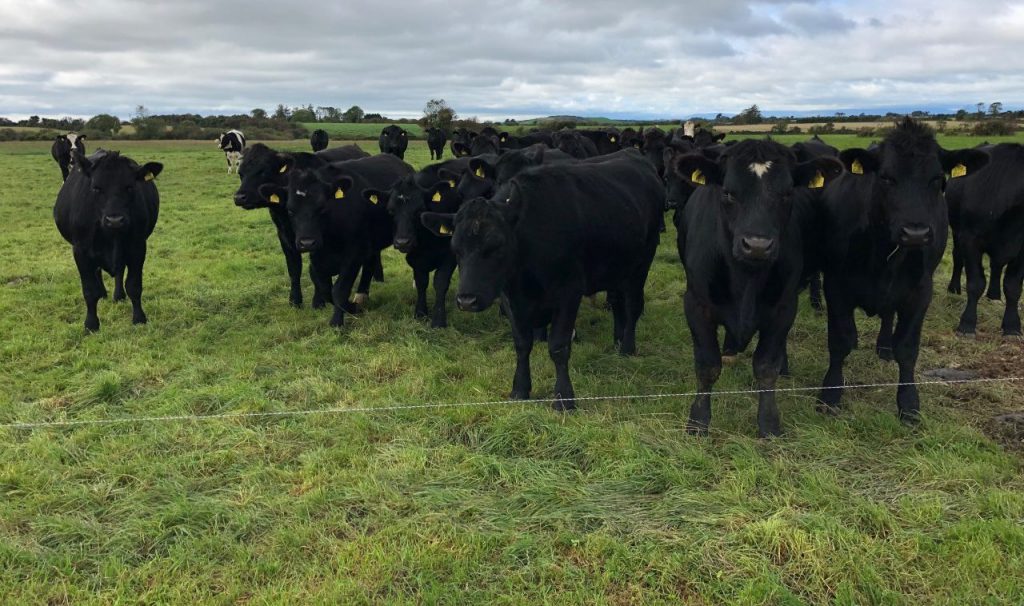 Angus yearlings bought in May