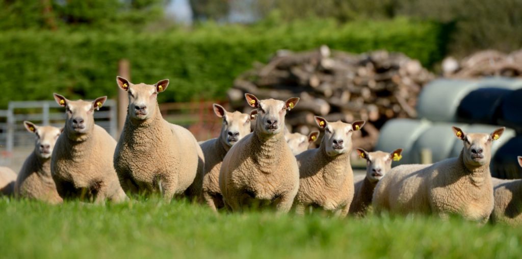 Charollais ewes