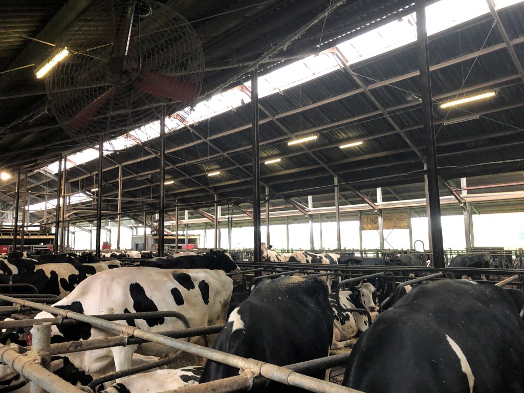Fan to keep the cows cool