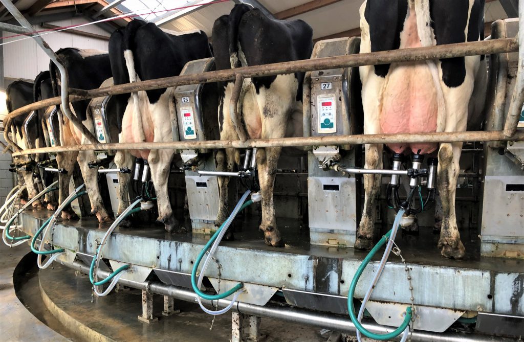 50-bale GEA rotary aprlour