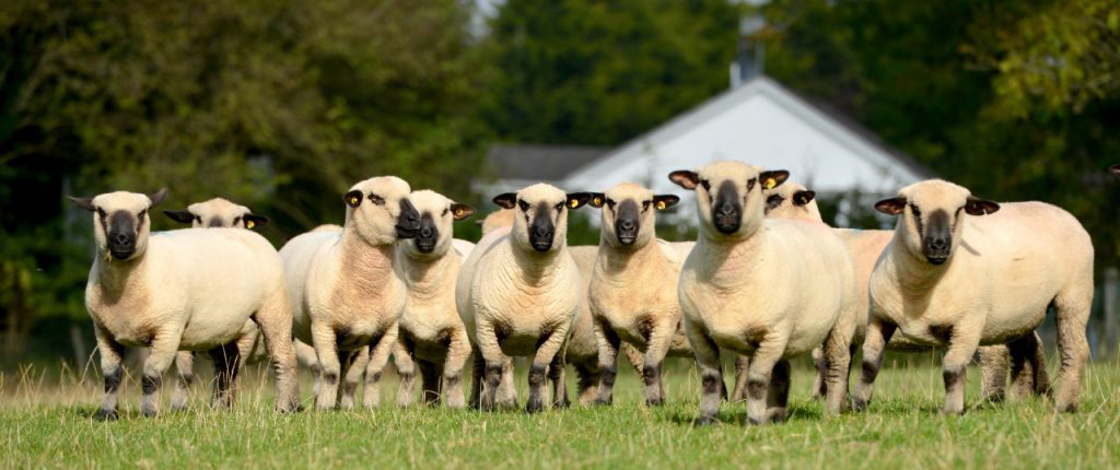 Hampshire Down ewes