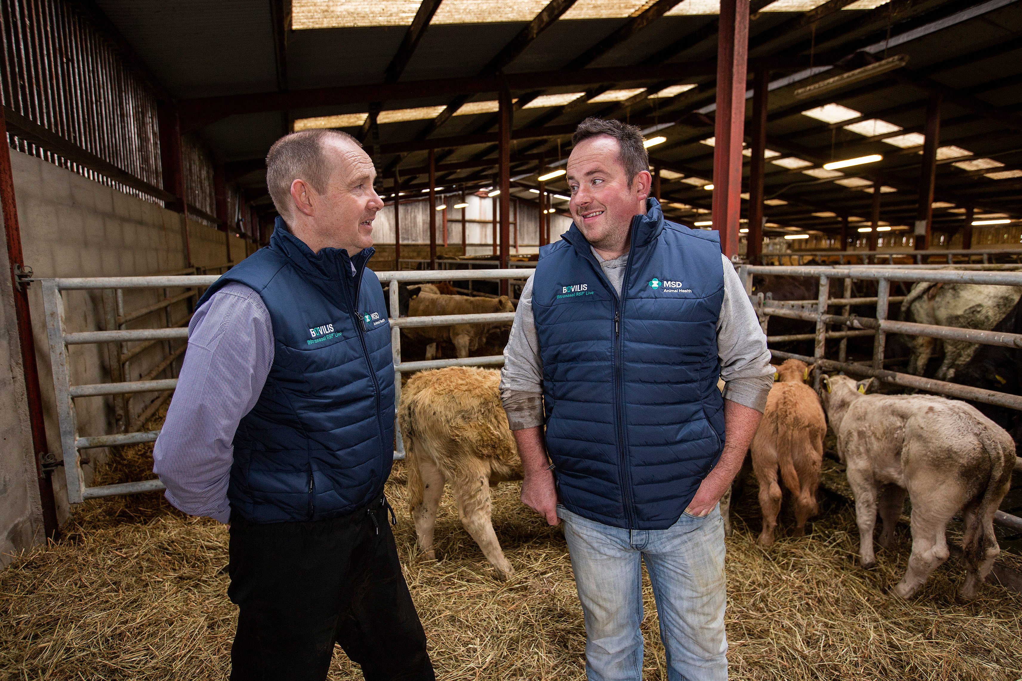Liam Young, veterinary practitioner with Drumrainey Vet Practice and Steven Arrell in a pen of autumn-born calves