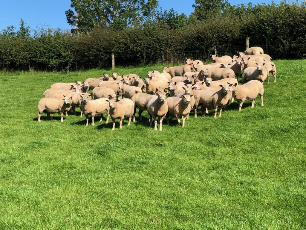 Charollais hoggets