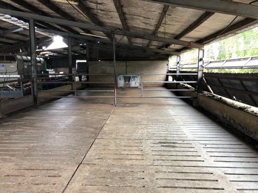 Large pens allow cattle plenty of space to lie down