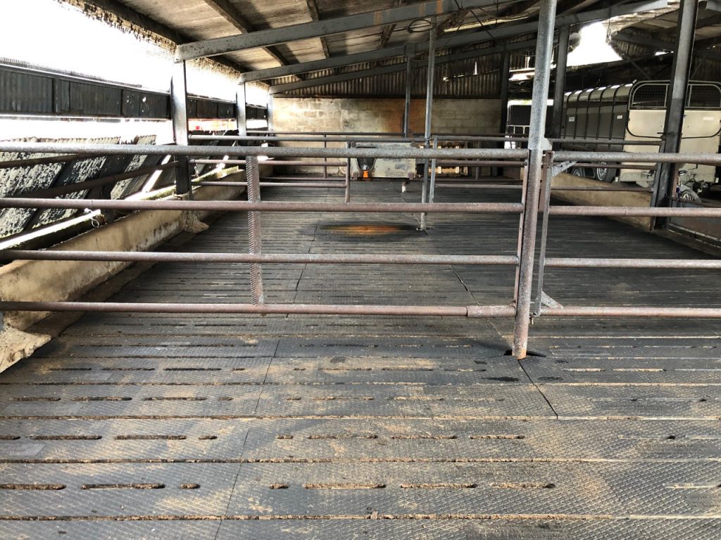 Installing rubber mats can increase animal comfort and also reduce the risk of lameness