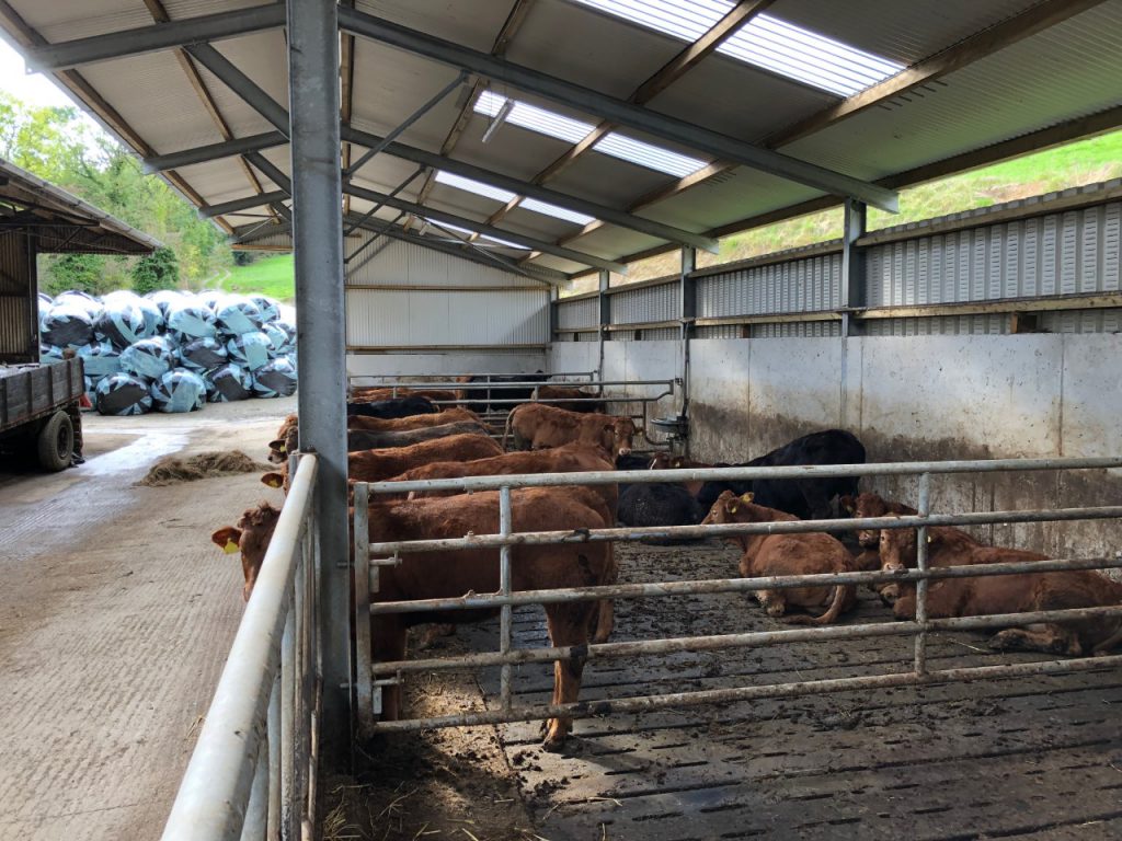 Recently weaned calves that are housed in the new unit