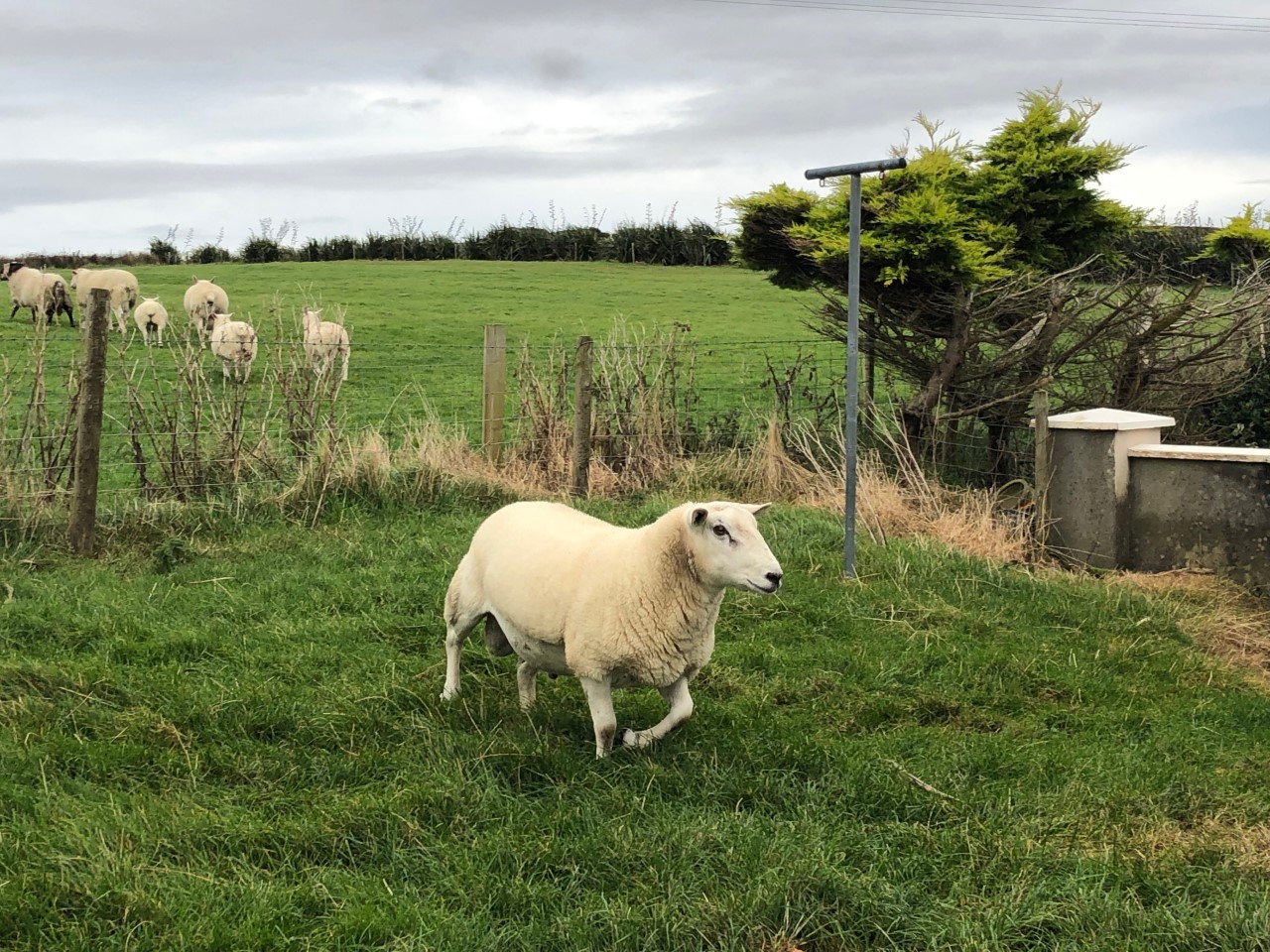 Pedigree Lleyn ram
