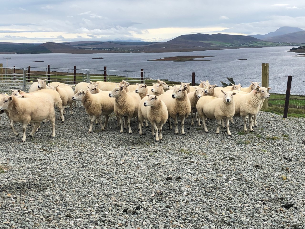 Lleyn ewes