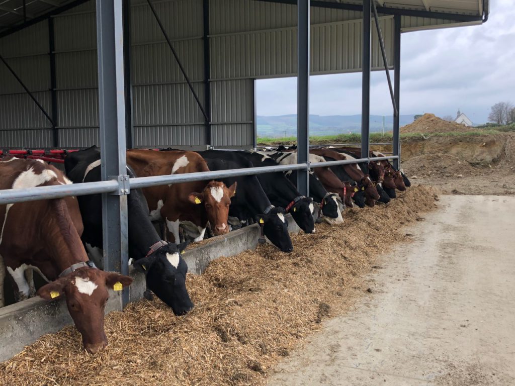 Cows eating a total mixed ration (TMR)