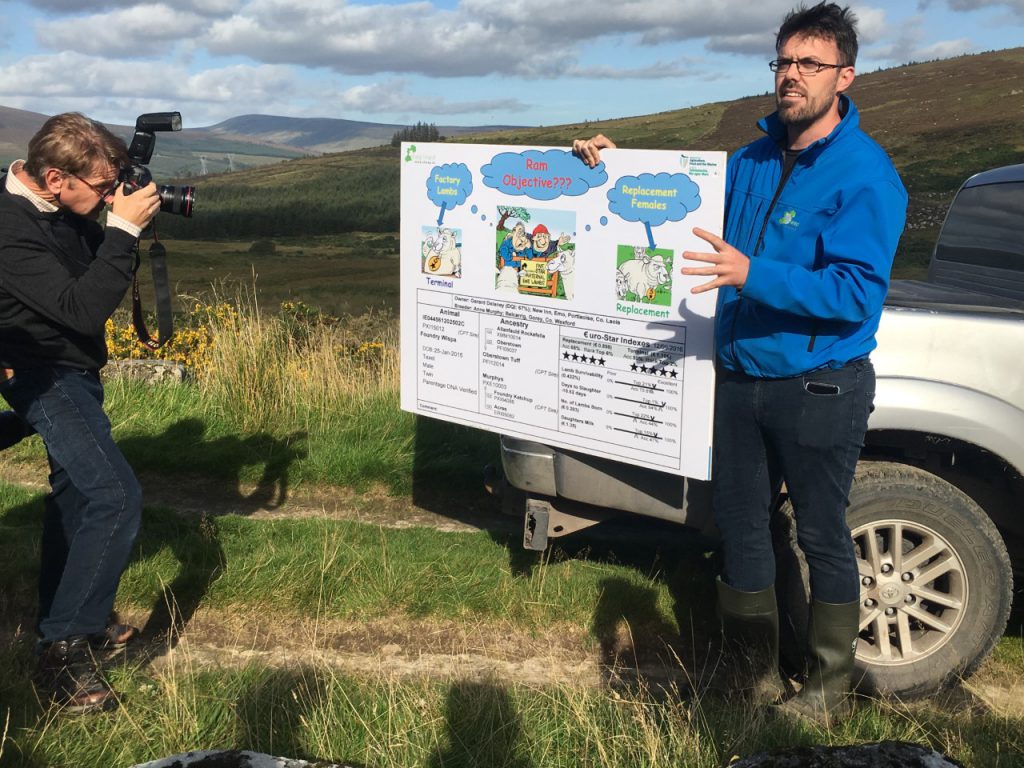 David Coen – Sheep Ireland