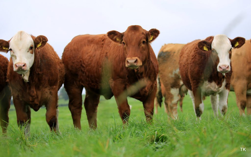 Image source: Tricia Kennedy