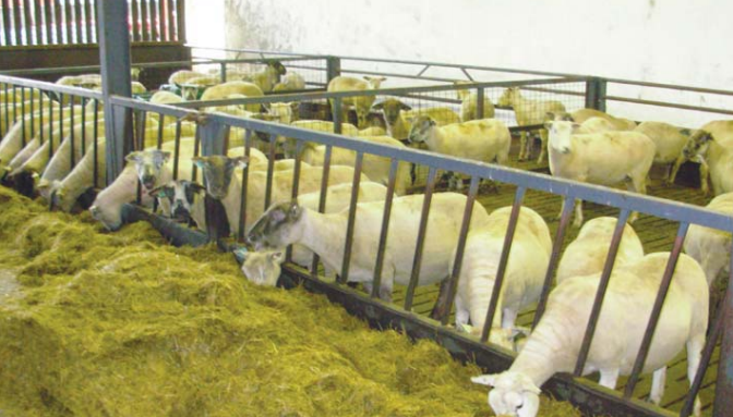 Source: Teagasc