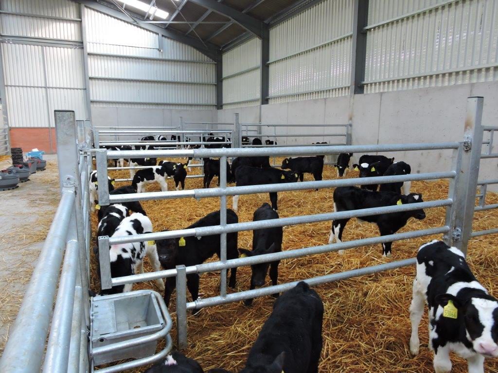 Calves in the shed last spring